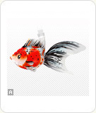 吊り下げ金魚 キャリコ