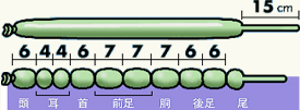 イヌ用に風船をねじります