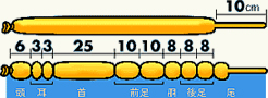 キリン用に風船をねじります